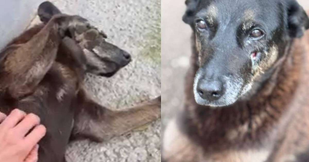 Cão Orelha: polícia pede apreensão de passaporte de adolescente suspeito por agressão e morte do cachorro