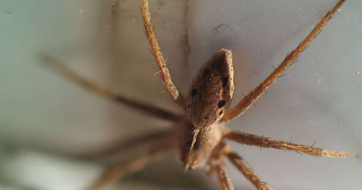 A Aranha do Sol não é uma aranha: entenda o que há por trás desse nome