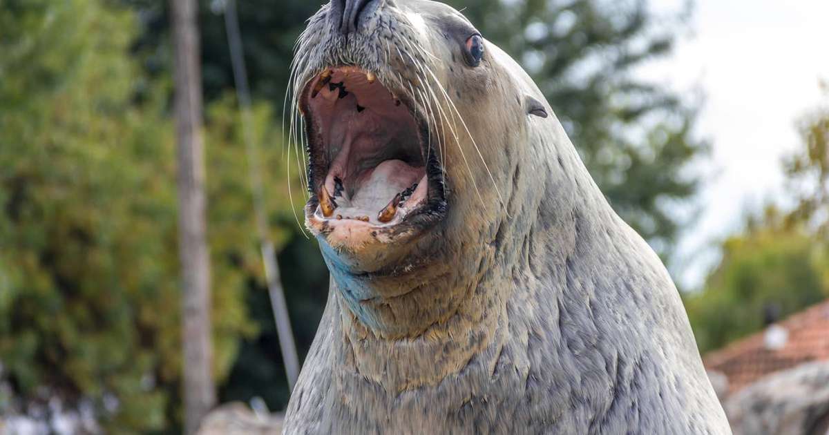 Entenda a diferença entre foca e leão-marinho