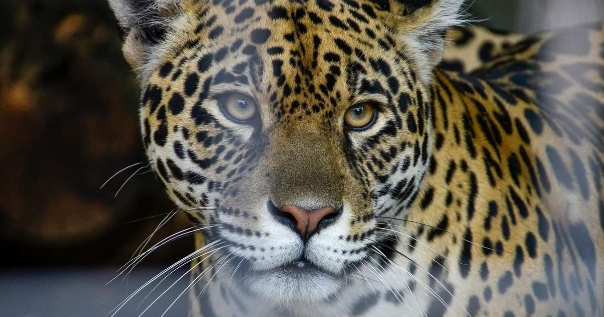 O que significa sonhar com onça?