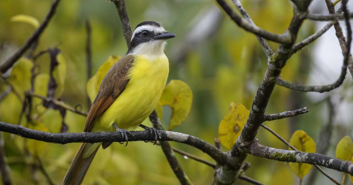 Vocês sabiam? Bem-te-vi: o pássaro mais comum do Brasil