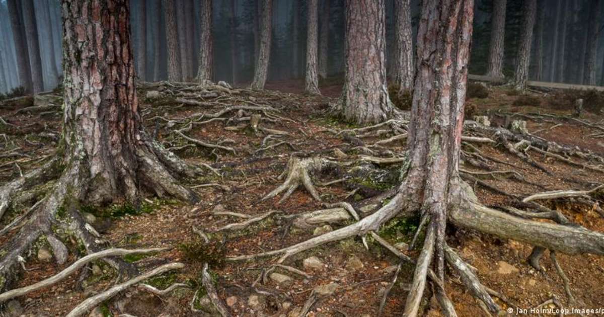Biofobia: quando a natureza nos causa medo