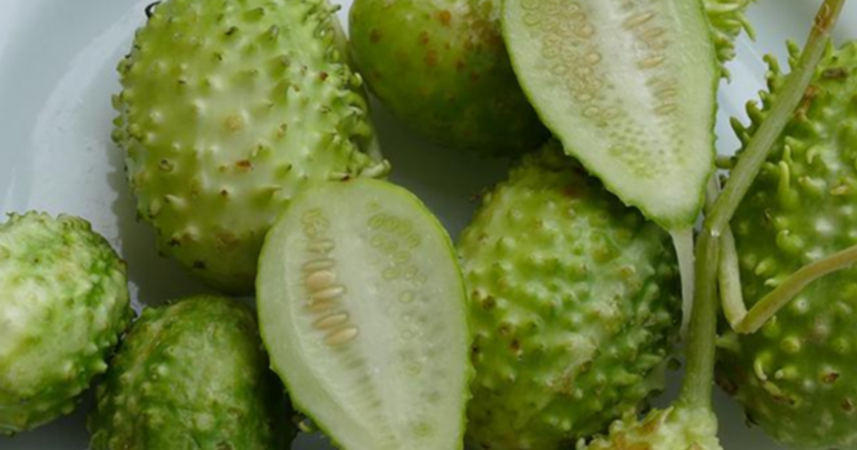 O vegetal mais esquecido é um dos mais poderosos: conheça os benefícios ...