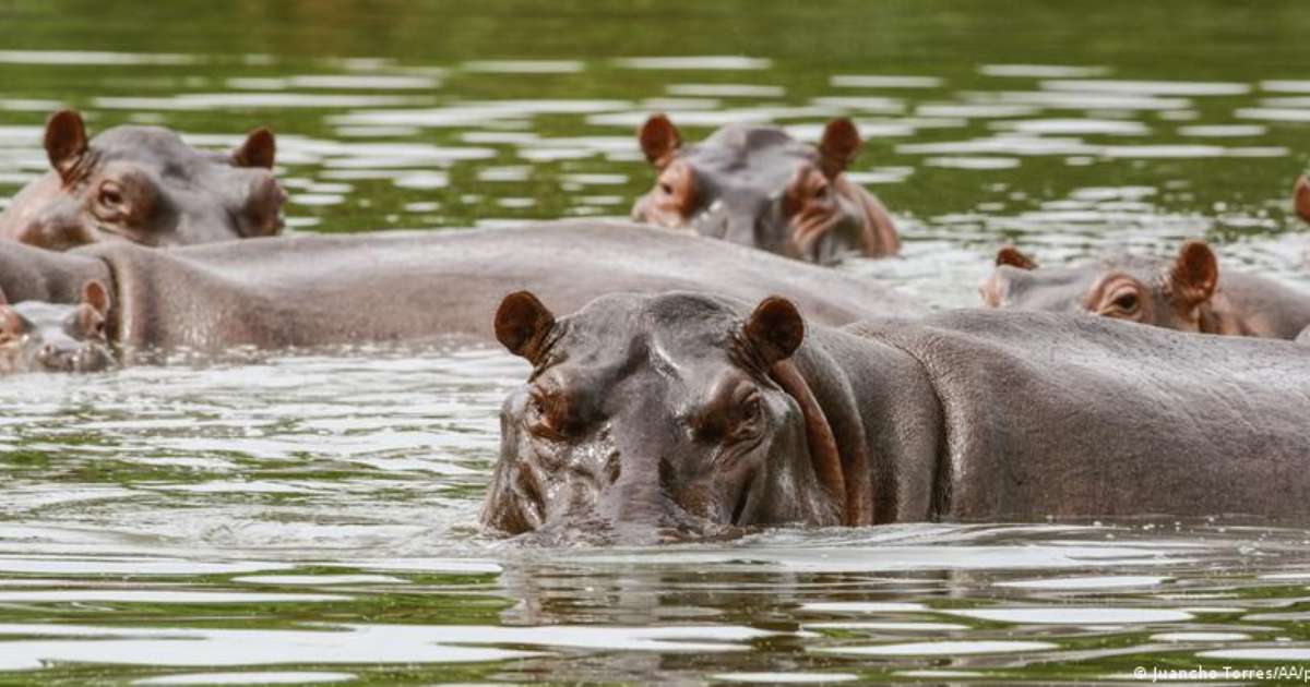 Colômbia decide abater hipopótamos de Pablo Escobar