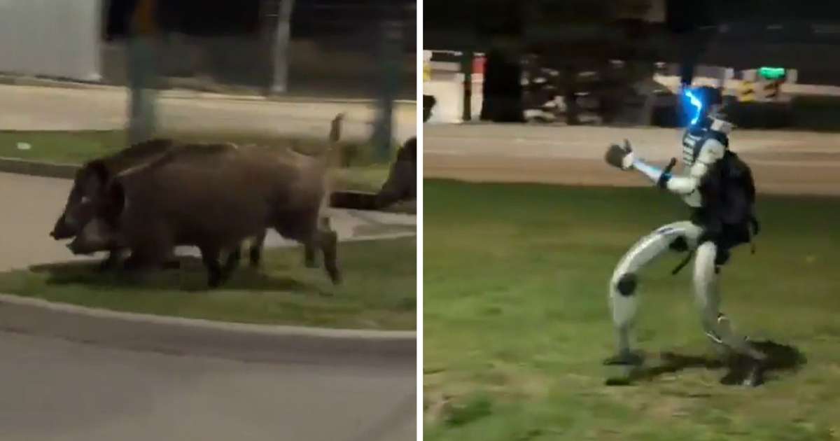 Robô humanoide é usado para espantar javalis em bairro na Polônia