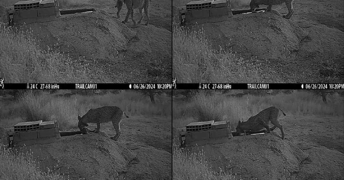 As mães linces lavam suas caças em água antes de entregá-las aos filhotes, mas ninguém sabe por quê