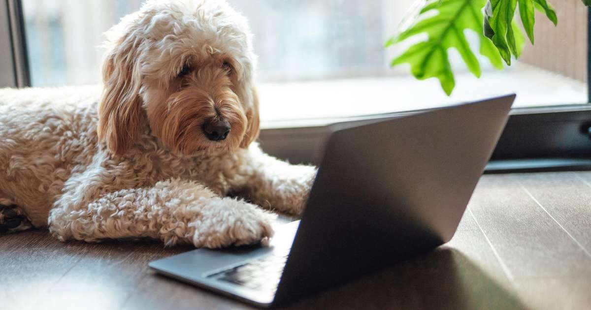 Estamos perto de entender o que os animais querem dizer para nós?