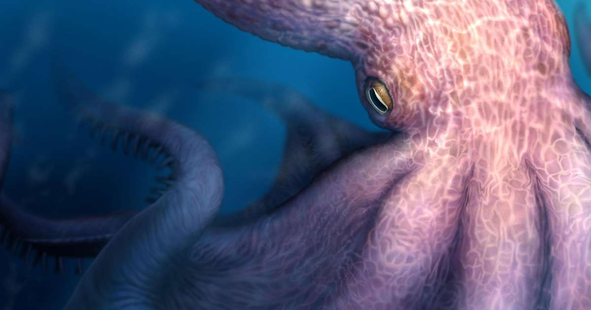 O polvo de 19 metros que dominava os mares há 100 milhes de anos