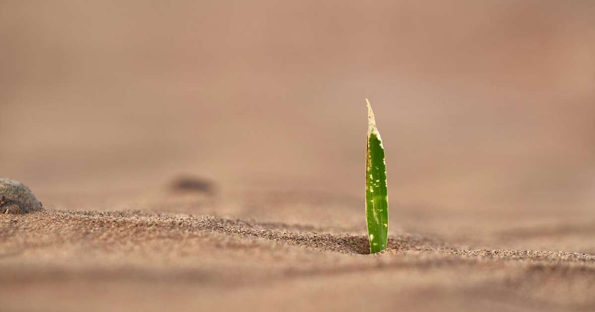 Perante os desafios climáticos, cientistas tentam criar plantas que sobrevivam às secas