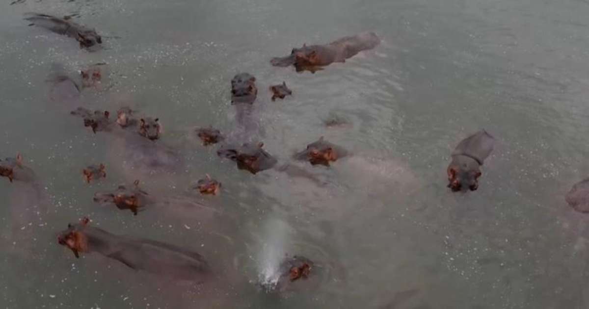 Magnata indiano quer salvar do abate hipopótamos de Pablo Escobar