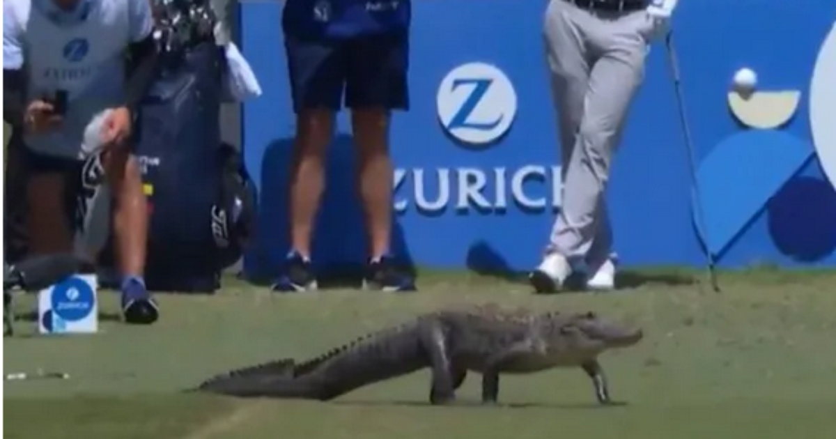 Jacaré invade gramado e rouba a cena durante final de campeonato de golfe
