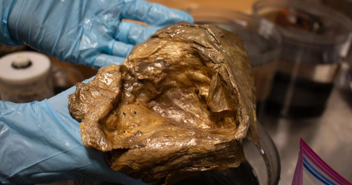 Cientistas descobrem o que é esfera dourada misteriosa encontrada no fundo do oceano há anos; confira