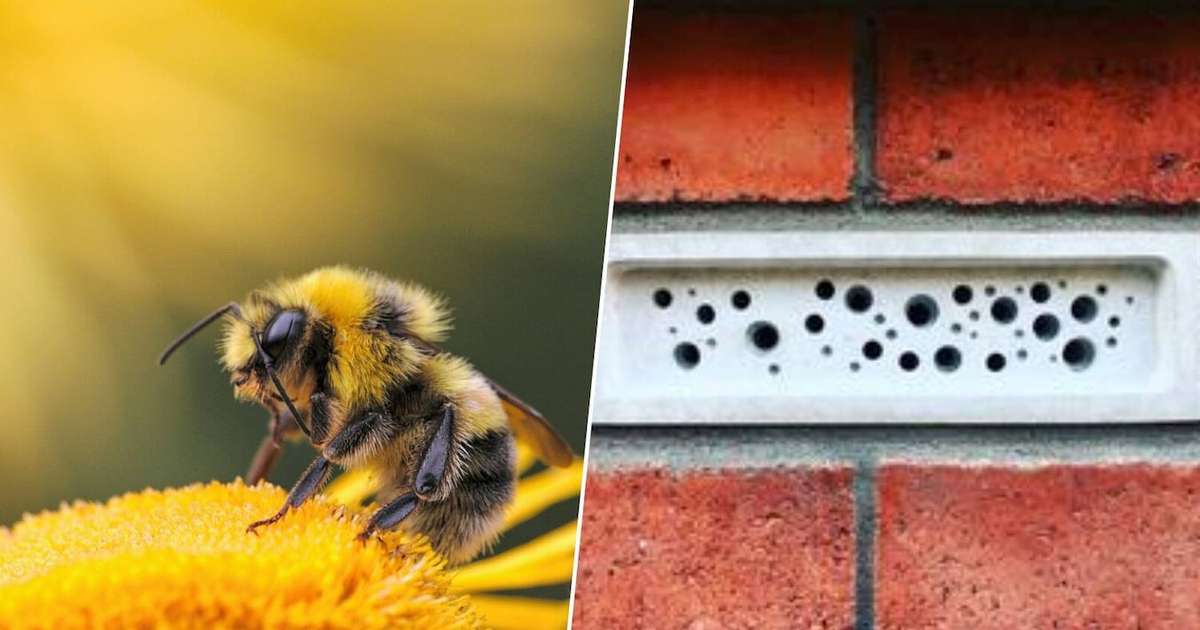 Temos um problema sério com a extinção das abelhas: o Reino Unido quer resolvê-lo com tijolos