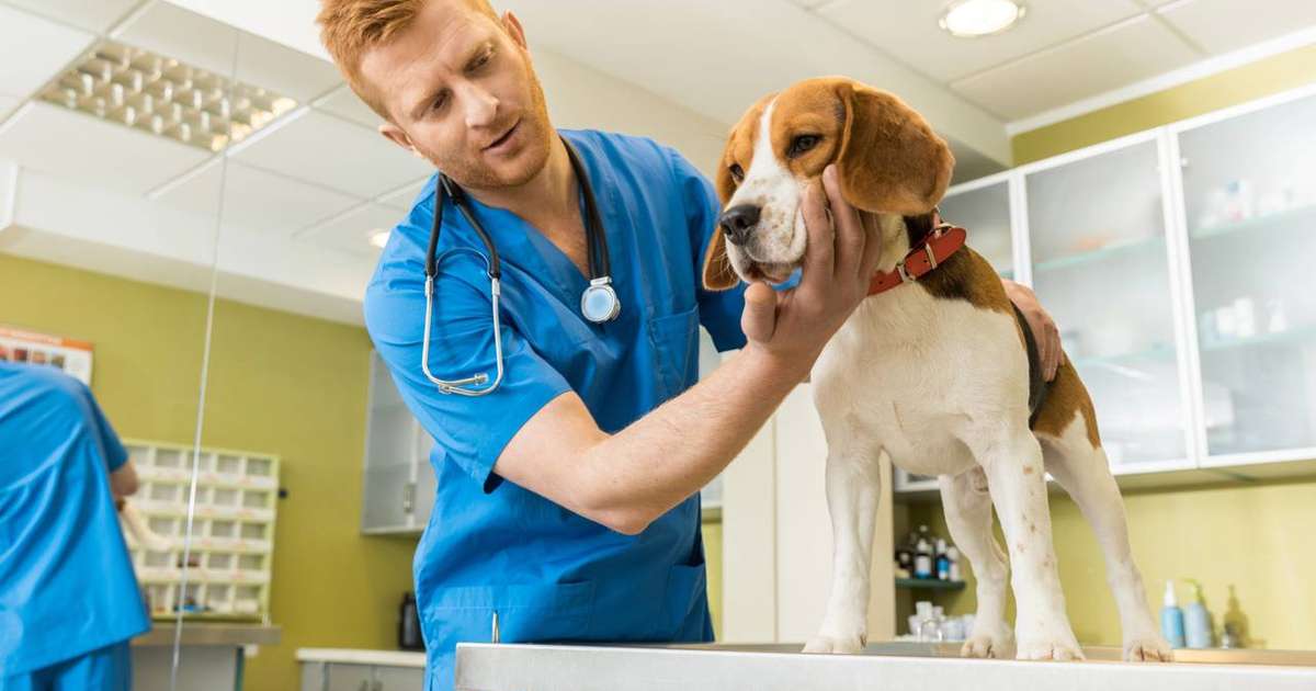 Silencioso e profundo: como cães vivenciam a perda e o luto segundo a etologia e a neurociência