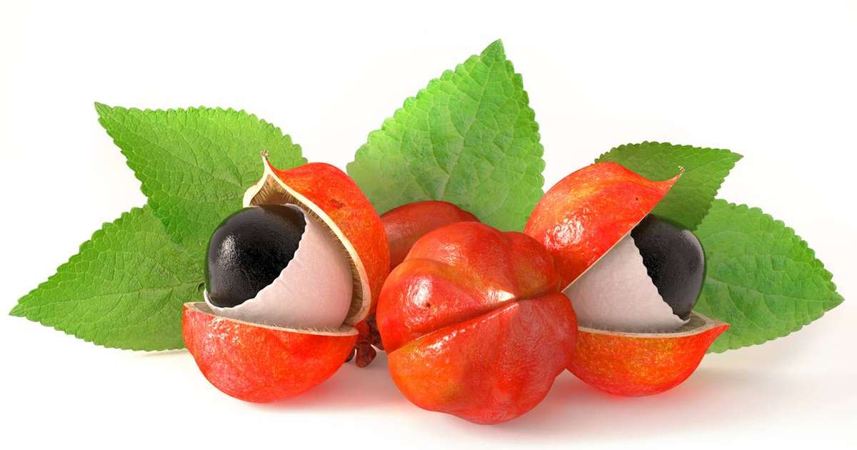 Guaraná: o fruto amazônico que transformou ciência, energia e sabor em um símbolo global brasileiro