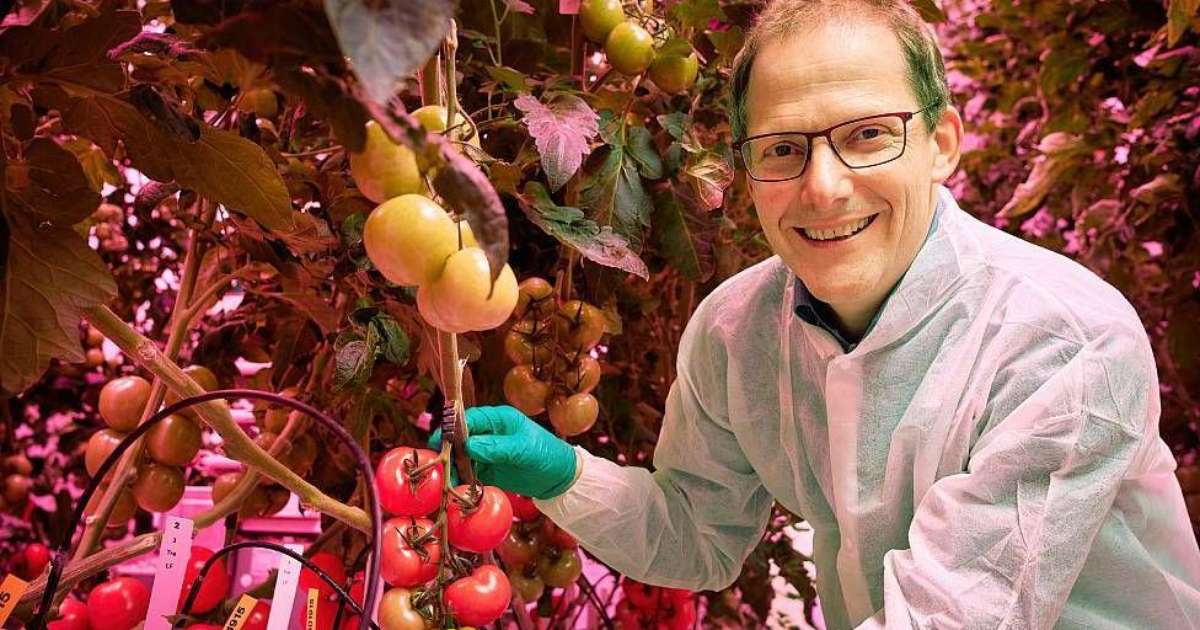 Como Países Baixos se tornaram terceiro maior exportador de alimentos do mundo apesar do território pequeno