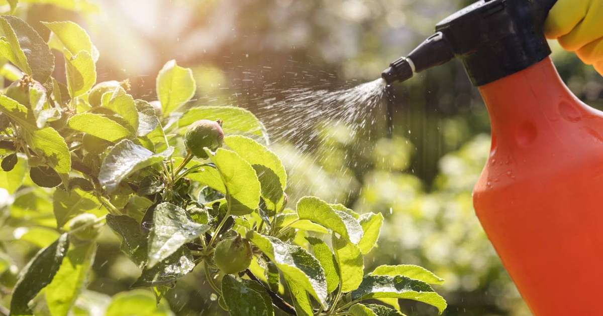 Estudos investigam possível ligação entre pesticidas e aumento de ...