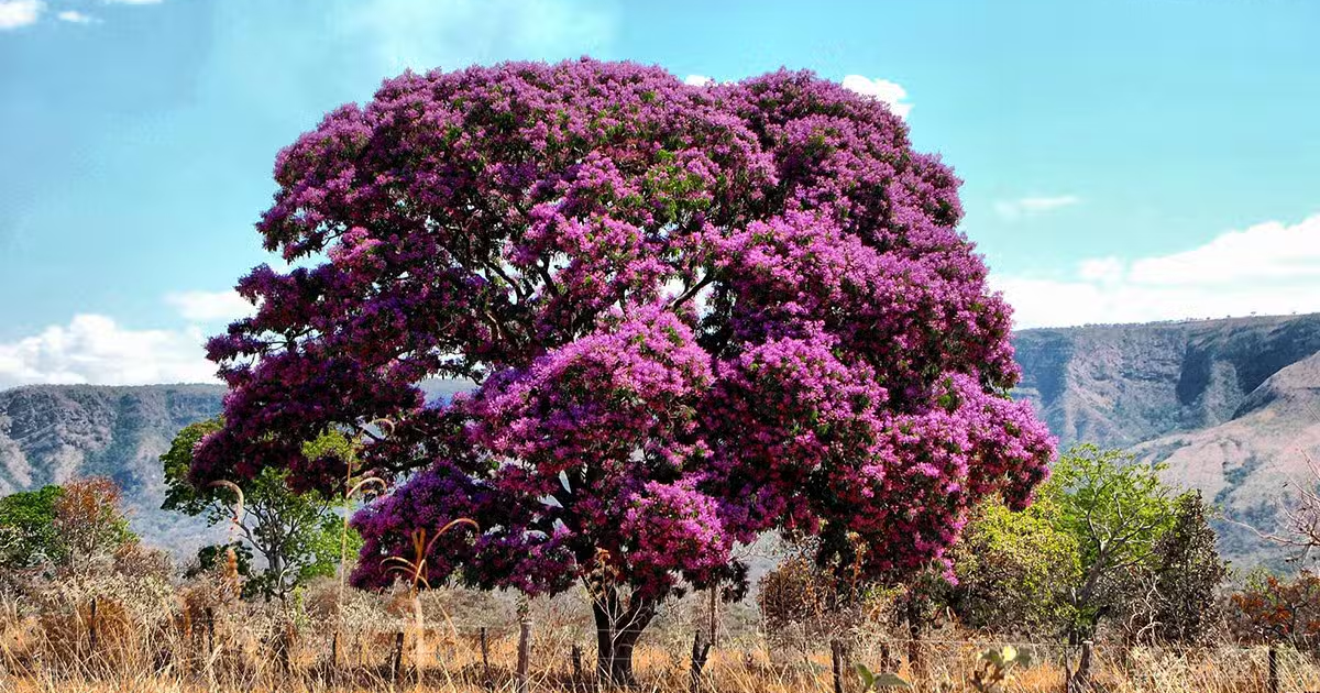 Foco em Espécies Nativas: O Potencial dos Medicamentos do Cerrado