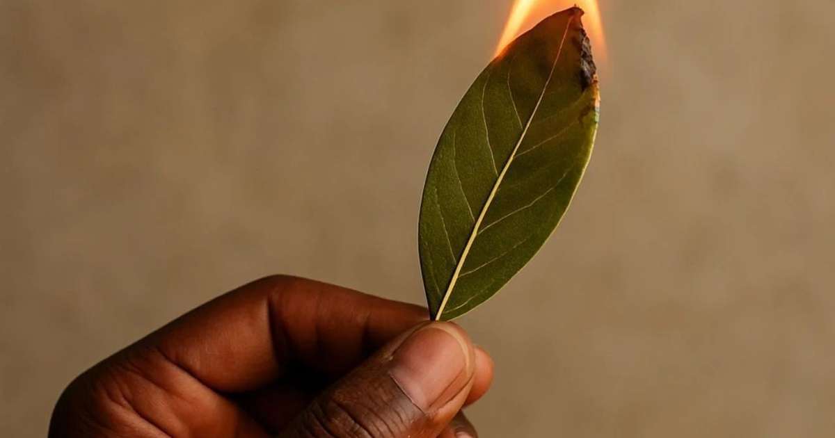 Poucas pessoas sabem, mas a minha avó me ensinou: queimar folhas de louro em casa é um tesouro para a sua vida