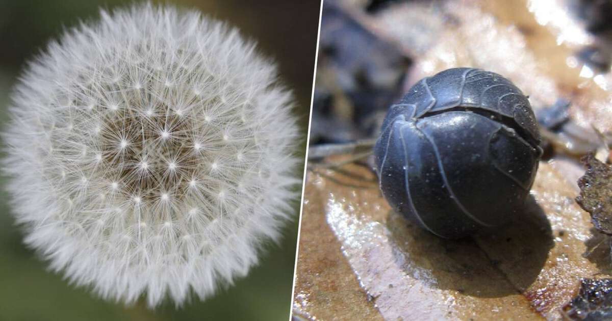 O robô que eles querem usar para explorar os túneis de Marte é uma criatura semelhante a uma bola repleta de drones em forma de dente-de-leão