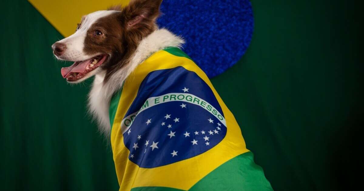 Seleção Brasileira: 13 nomes para cachorro inspirados nos maiores jogadores