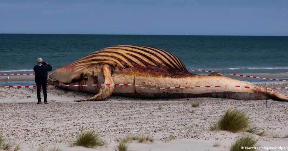 Baleia Timmy, achada morta na Dinamarca, era fêmea