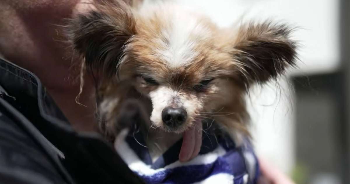 Lazare, o cão Papillon de 30 anos, comove França