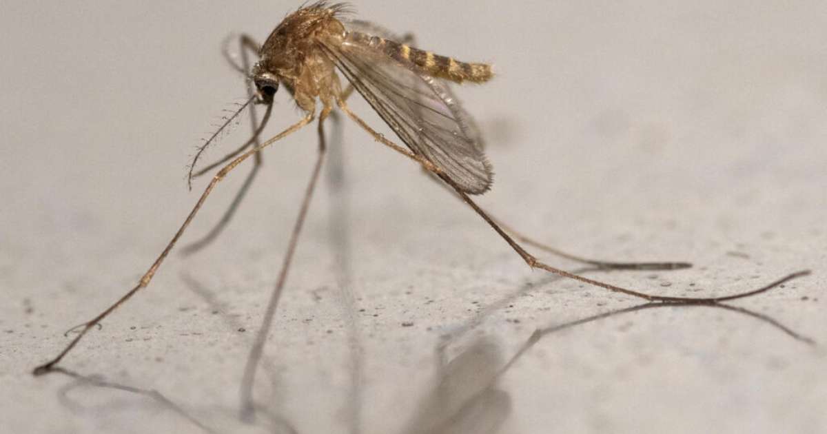 Com aumento do calor, Escócia enfrenta proliferação de mosquito que transmite o vírus Usutu