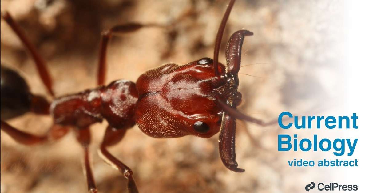 Espécie de aranha-balista é descoberta na Austrália e ela possui "a especialização definitiva", segundo cientistas