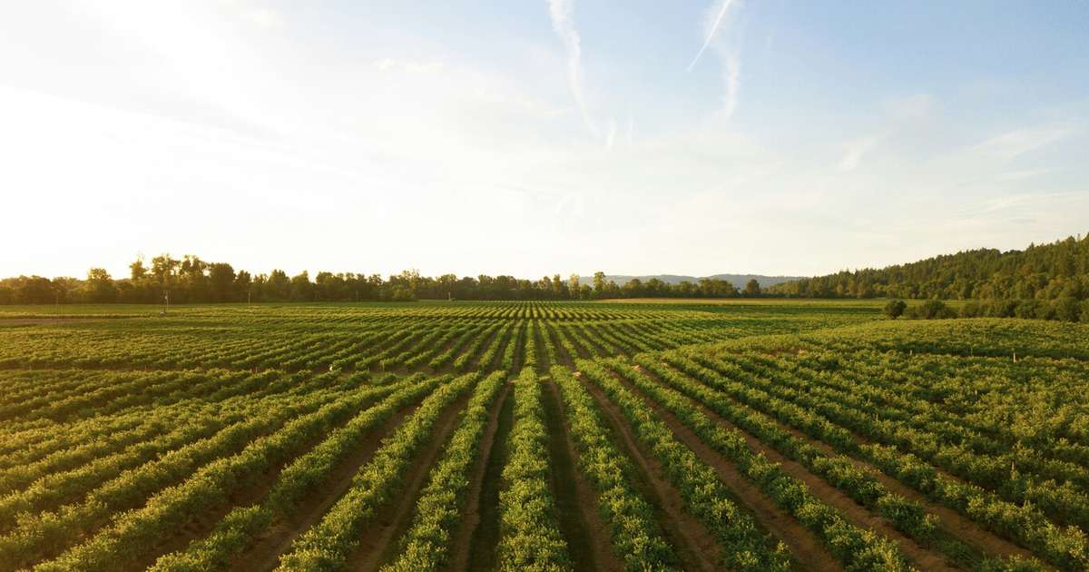 Agrotóxicos podem estar fortalecendo grande inimigo: um dos herbicidas mais utilizados estaria "alimentando" superbactérias mortais
