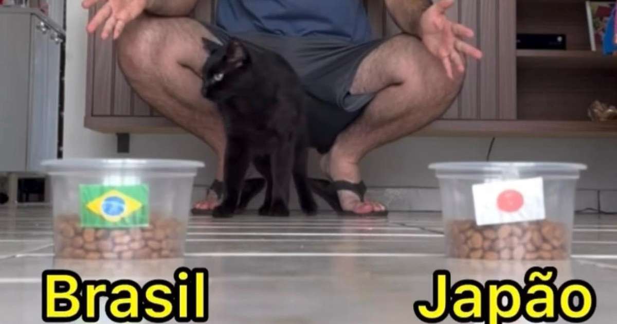 Gato 'vidente' acerta classificação do Brasil e viraliza após previsão para jogo contra o Japão