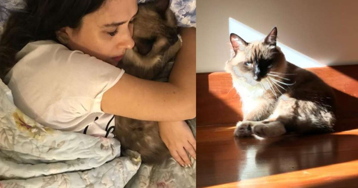 Tata Werneck lamenta morte de Chico, seu gato, e abre o coração: 'Partiu  cheio de amor'