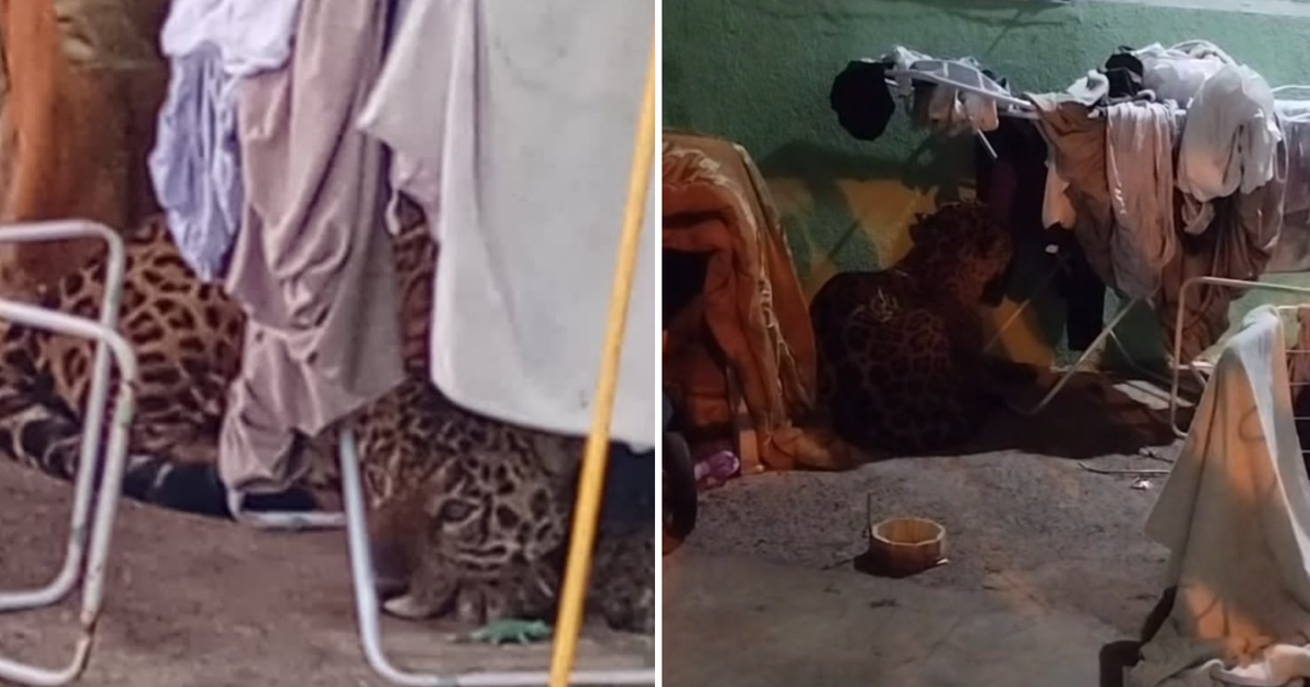Onça-pintada invade casa e surpreende família em Foz do Iguaçu: 'Ajoelhei e orei'