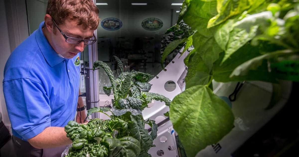 Má notícia para os astronautas: alface cultivado no espaço é mais propenso a causar doenças