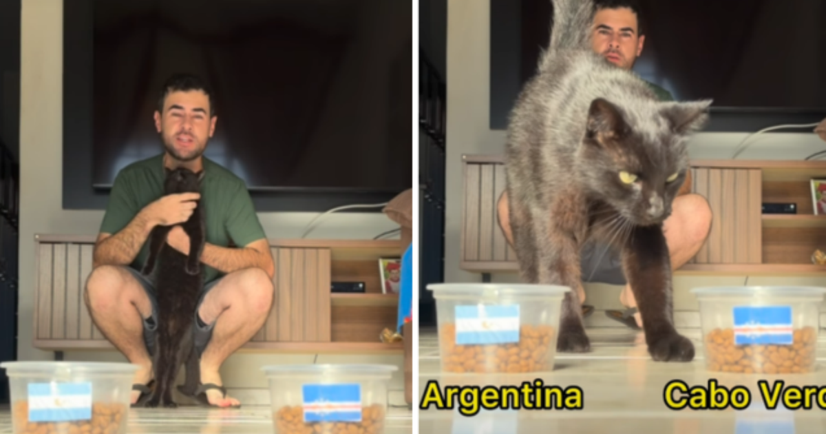 Gato 'vidente' que acertou classificação do Brasil prevê derrota da Argentina