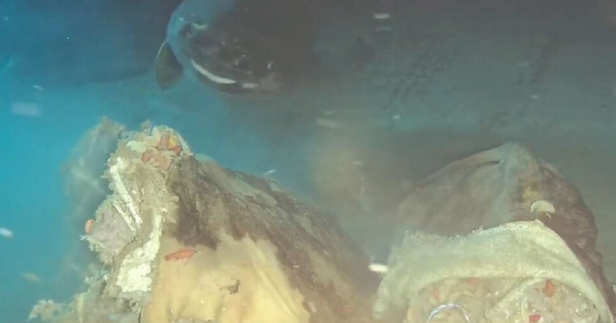 Cientistas lançaram uma vaca nas profundezas do mar da China e descobriram oito convidados inesperados no banquete