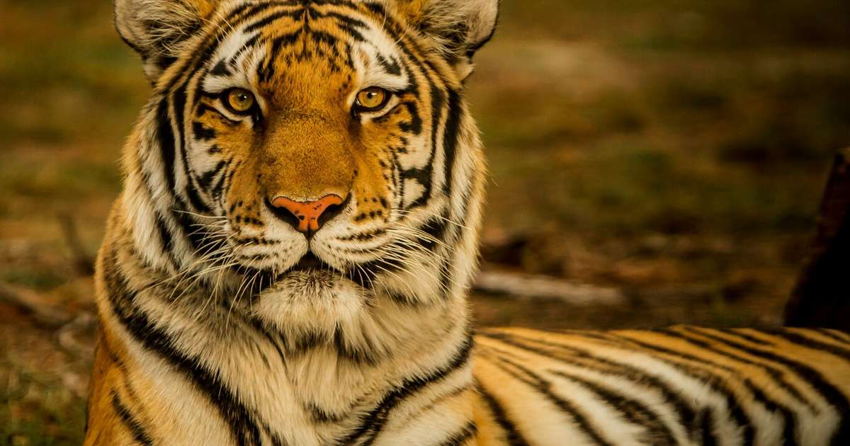 Animais podem identificar humanos perigosos e se comportam de maneira diferente perto de caçadores