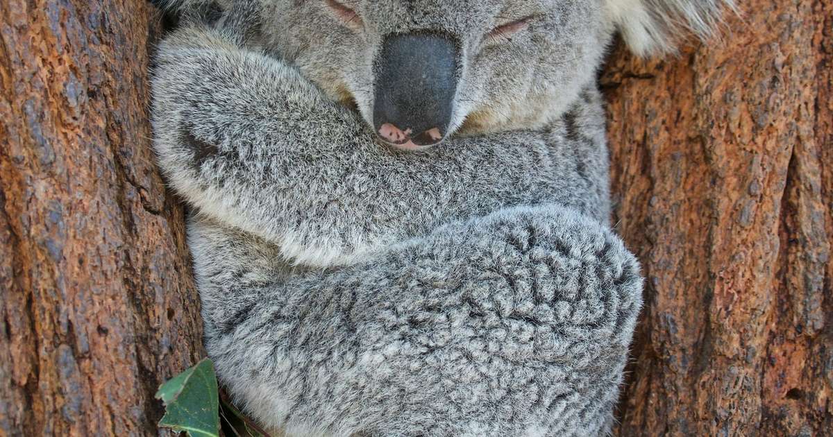 Coalas quase foram extintos antes mesmo da chegada de humanos na Terra, revela novo estudo