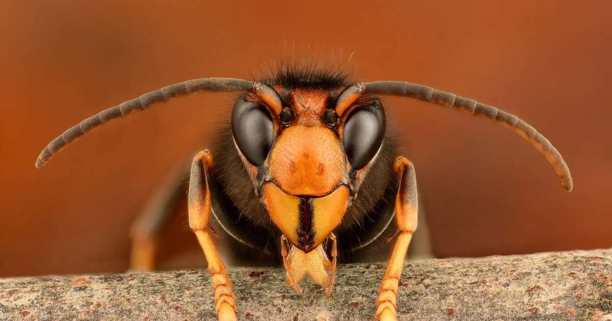 "Estamos lutando contra Satanás": a guerra dos EUA para salvar as abelhas de uma invasão mortal
