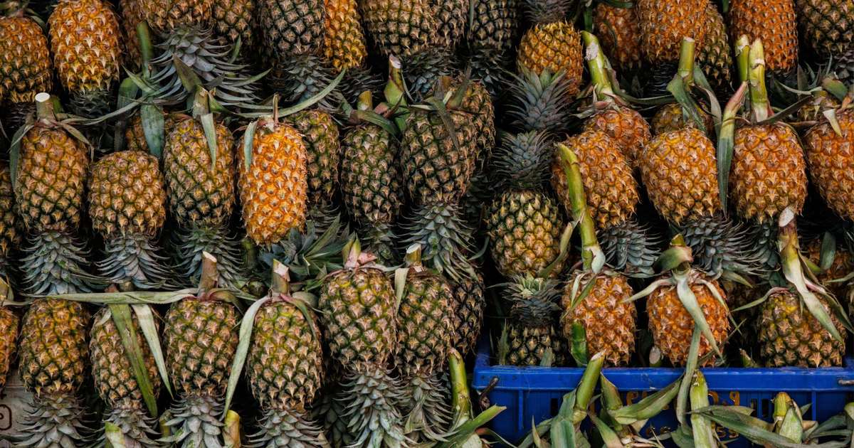 Como plantar abacaxi em vaso e colher o fruto no seu quintal