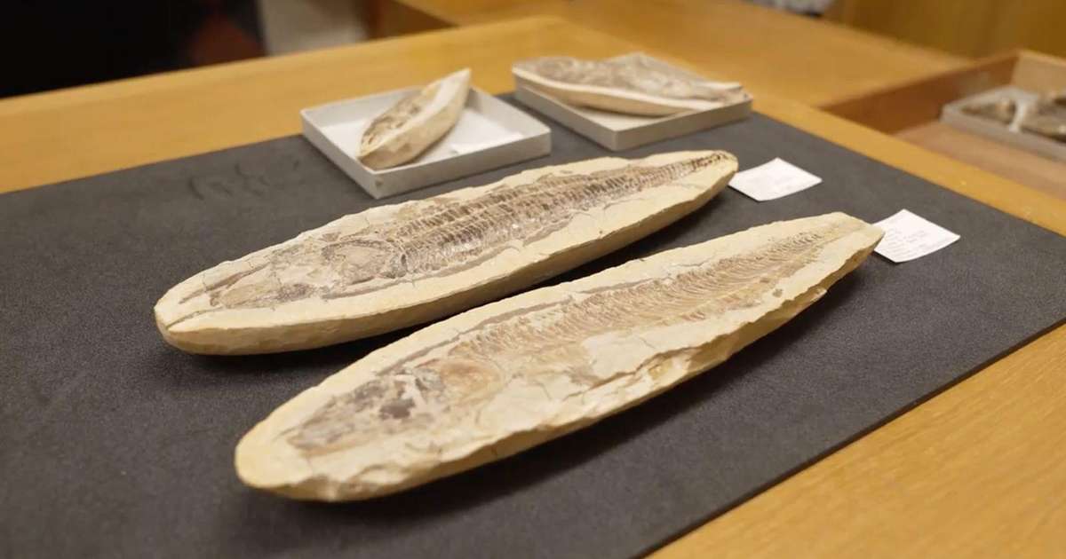 Os fósseis brasileiros guardados em museu britânico que voltarão ao país para recompor acervo do Museu Nacional destruído em incêndio