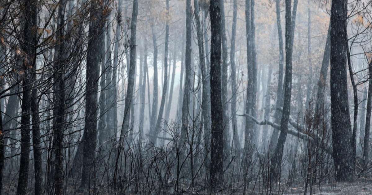 Megaincêndios aceleram debate sobre florestas mais resistentes ao clima extremo na França
