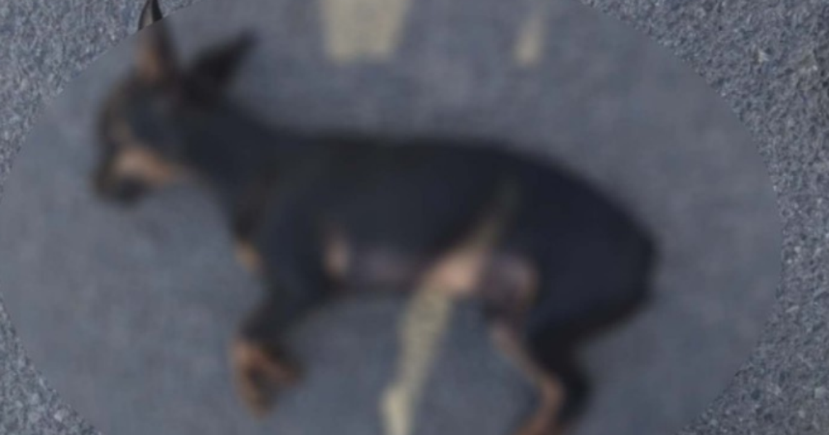 Filho denuncia o próprio pai por maus-tratos a cachorro e leva o animal morto até a Polícia