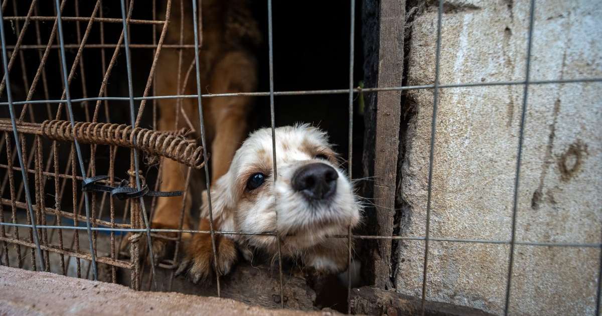 Homem é preso por maus-tratos após resgate de 19 cães em canil clandestino em Canoas