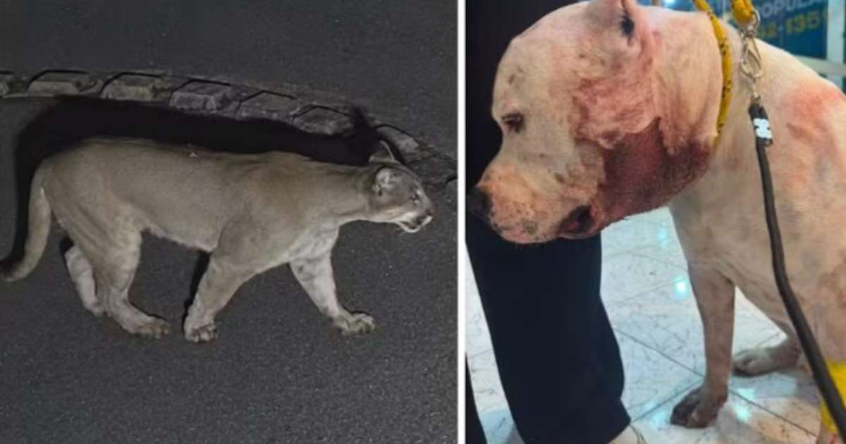 Pitbull enfrenta onça-parda para proteger família em condomínio na zona norte de SP