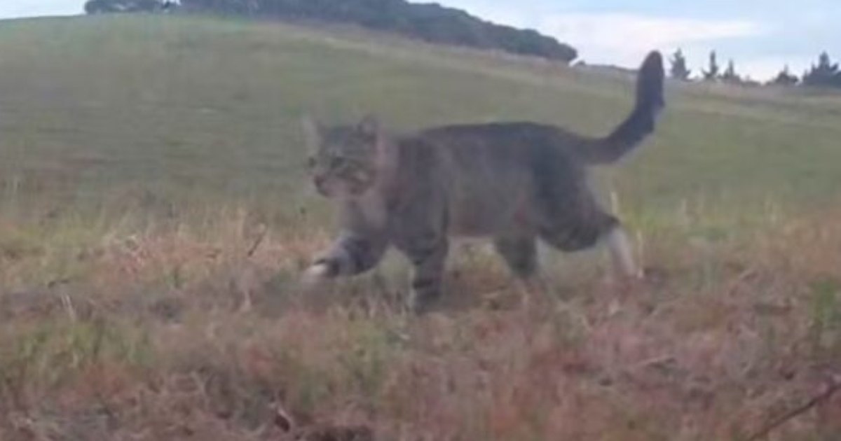 Gato selvagem que matou dezenas de aves raras é capturado após 3 anos de perseguição