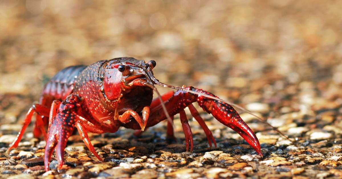Em 1974, a Espanha importou duas toneladas de lagostins-vermelhos-da-luisiana para aquicultura: 50 anos depois, a espécie é impossível de erradicar