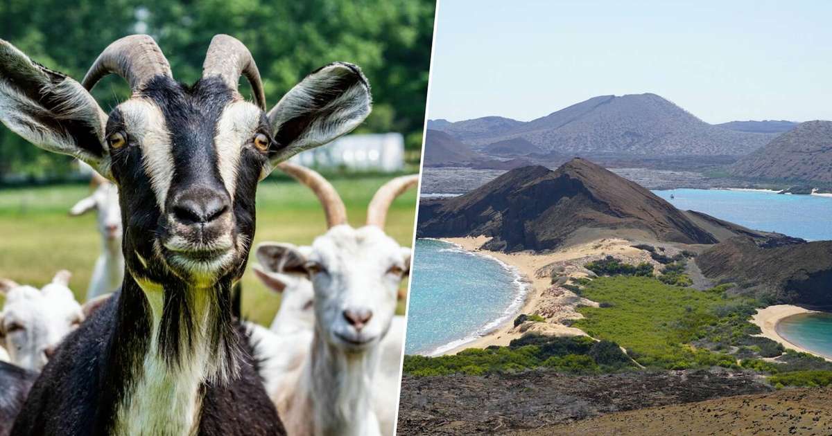 Ilhas Galápagos tinham um problema com 140 mil cabras invasoras e resolveram isso de forma inusitada: enviando mais 700 cabras