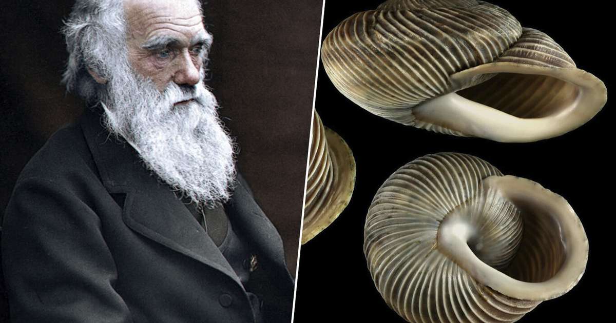 O sonho de Darwin era subir o vulcão Teide, na Espanha. Ele teria descoberto moluscos únicos no mundo inteiro