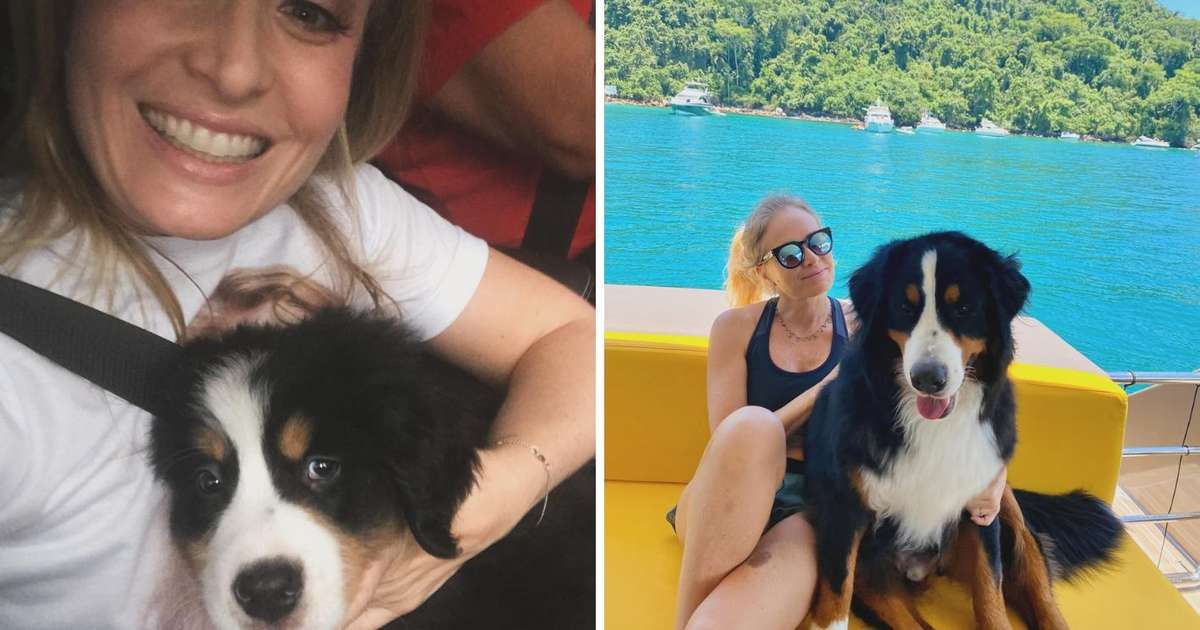 Imagem ilustrativa sobre Angélica abre o coração: cachorra recebe diagnóstico grave e celebridades se unem em apoio